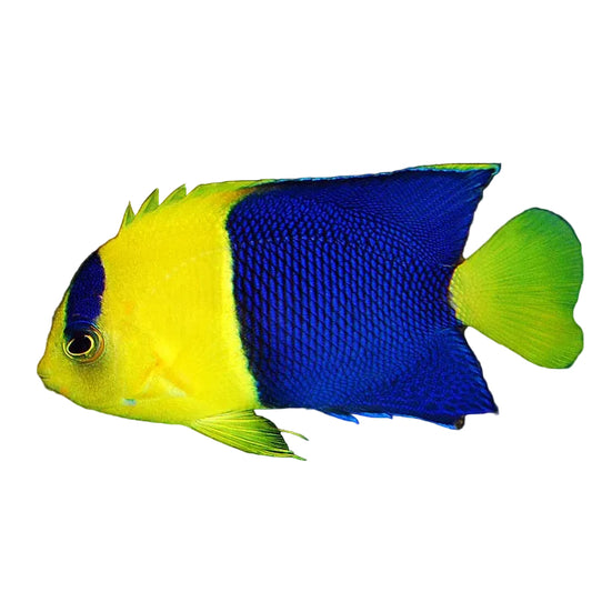 Two-spined Angelfish