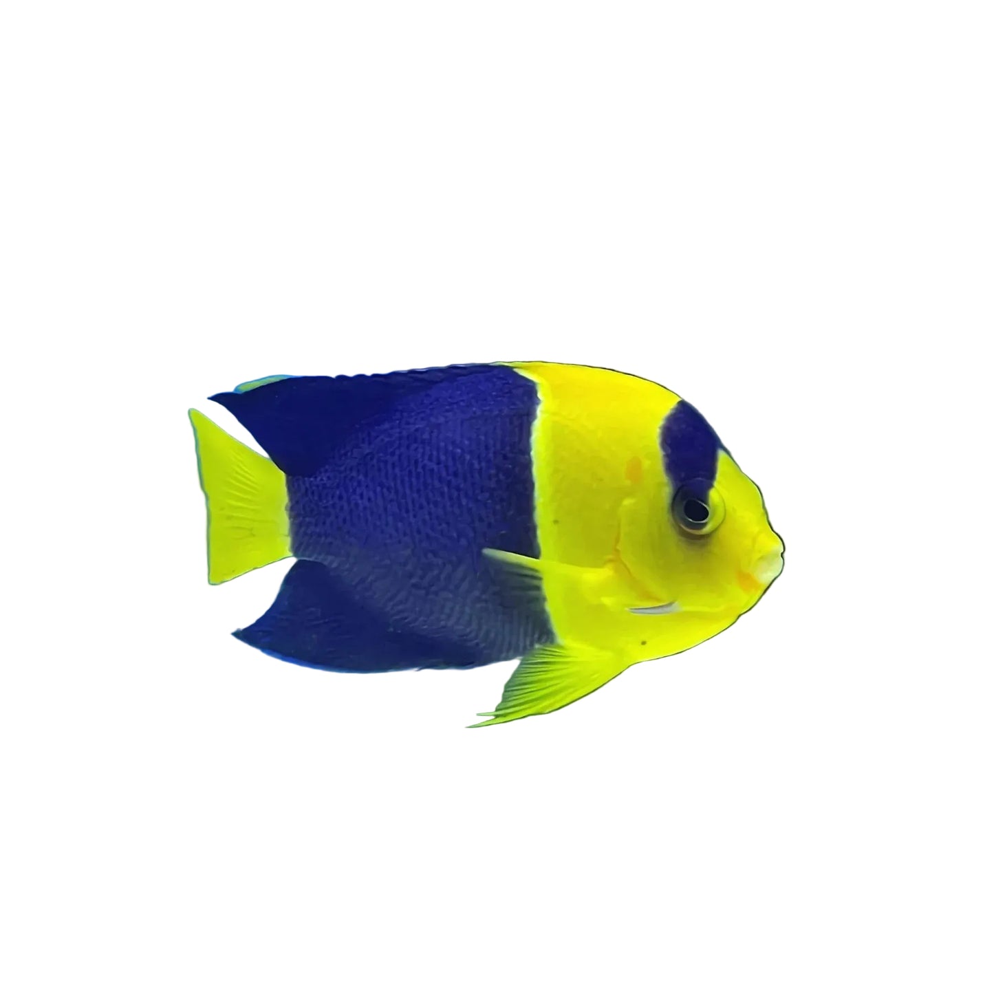 Bicolor Angel