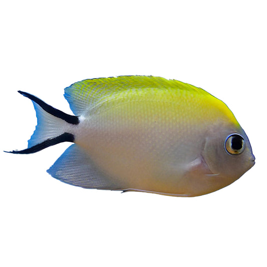 Black Spot Angelfish