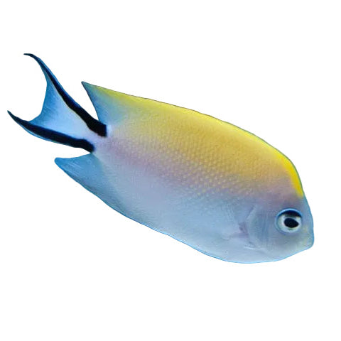 Black Spot Angelfish