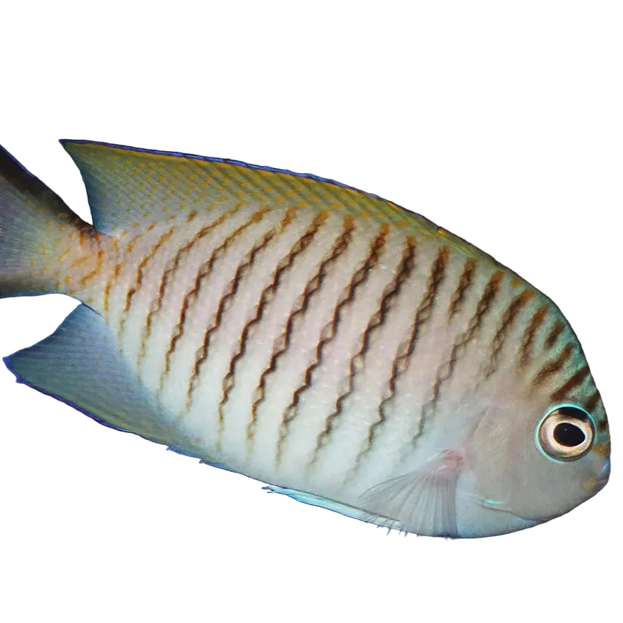 Black Spot Angelfish