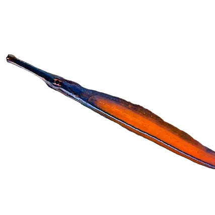 Janss' Pipefish