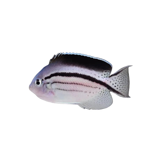 Lamarck's Angelfish