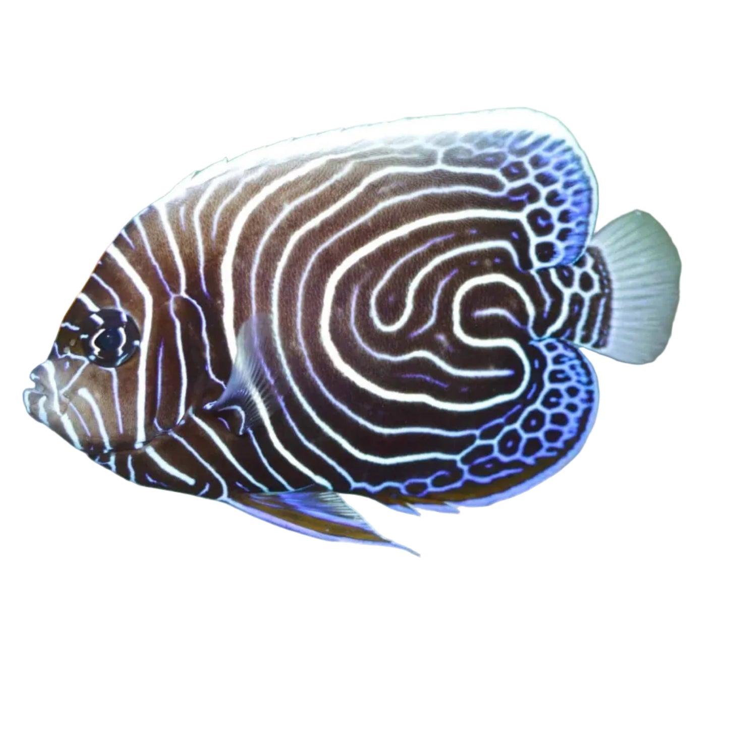 Emperor (İMPARATOR) Angelfish