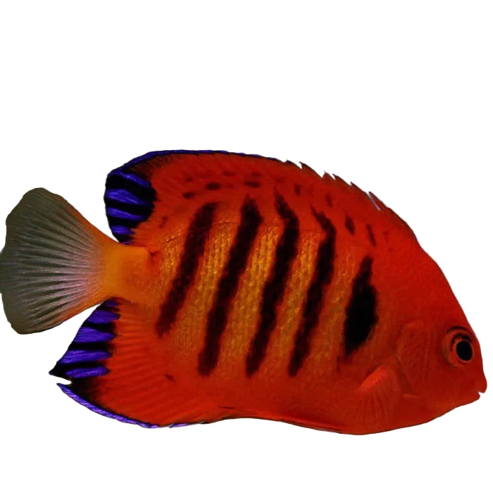 Flame Angelfish