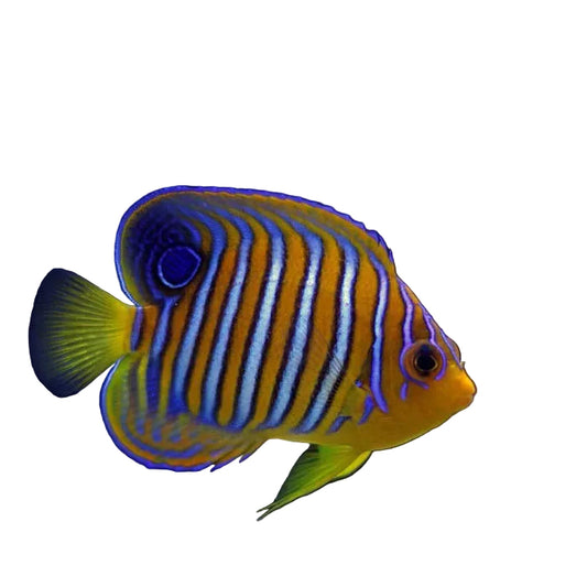 ريجال أنجل