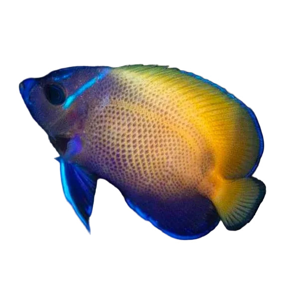 Majestic Angelfish