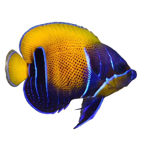 Majestic Angelfish