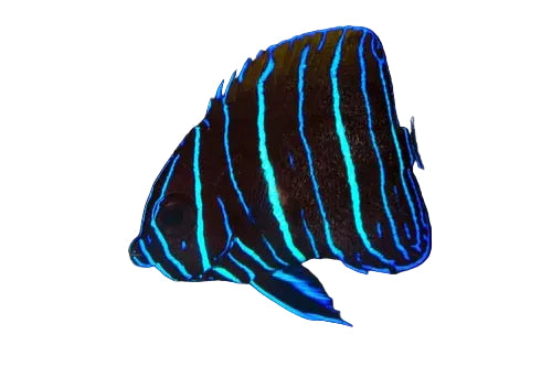 Majestic Angelfish