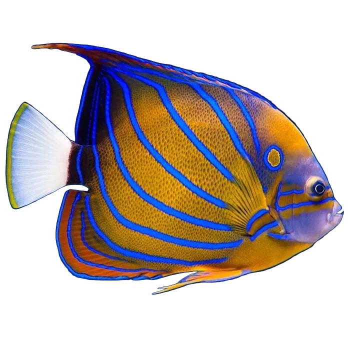 Blue Ring Angelfish