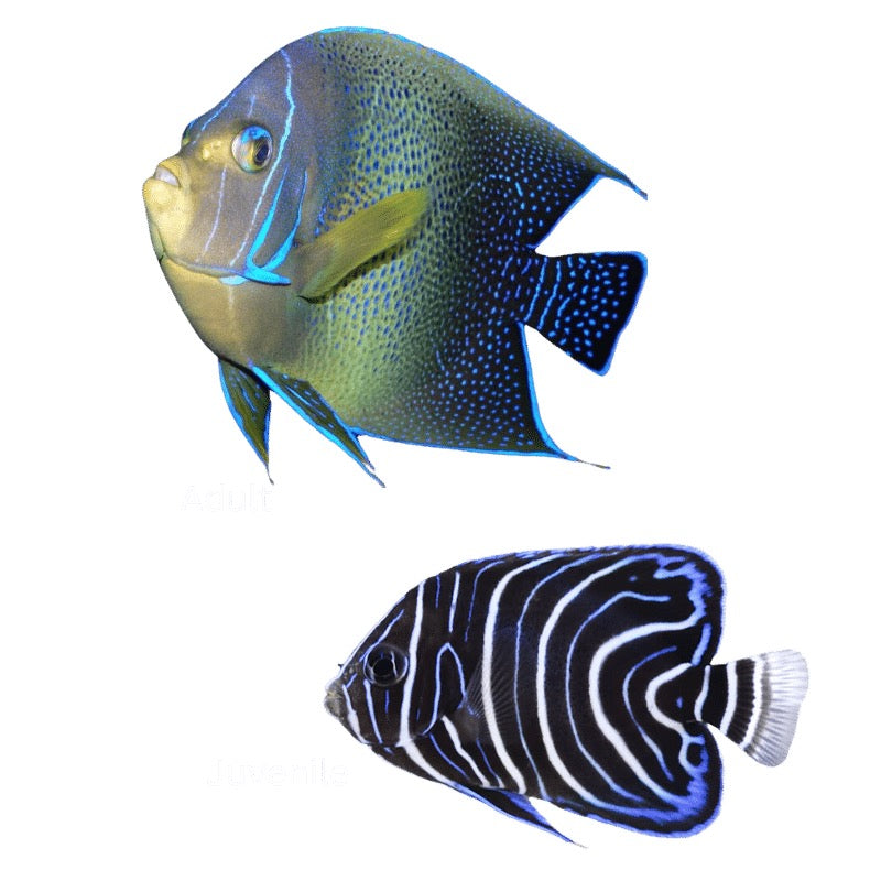Koran Angelfish