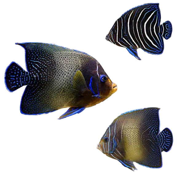 Koran Angelfish