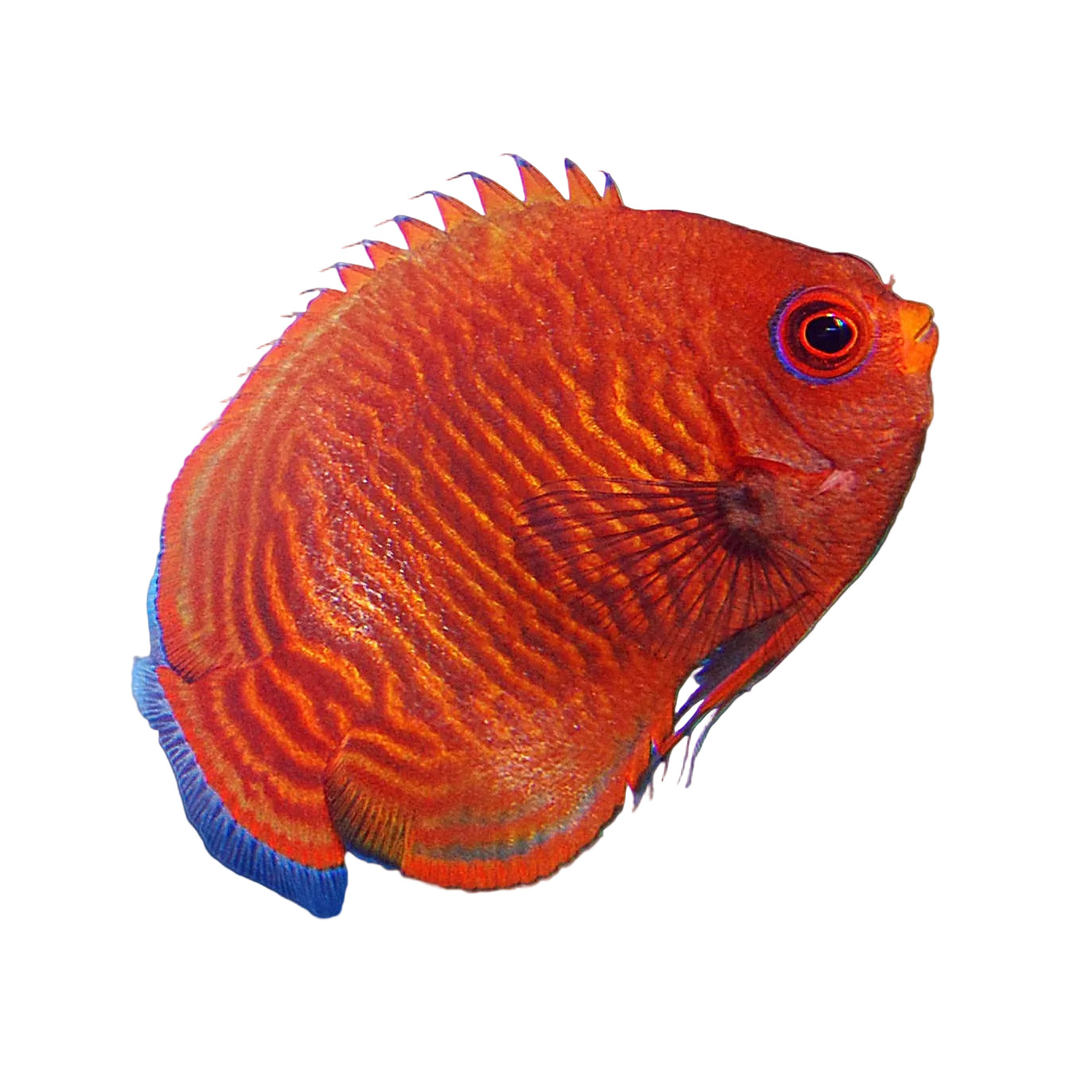 Golden Angelfish