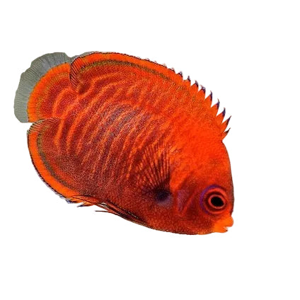 Golden Angelfish