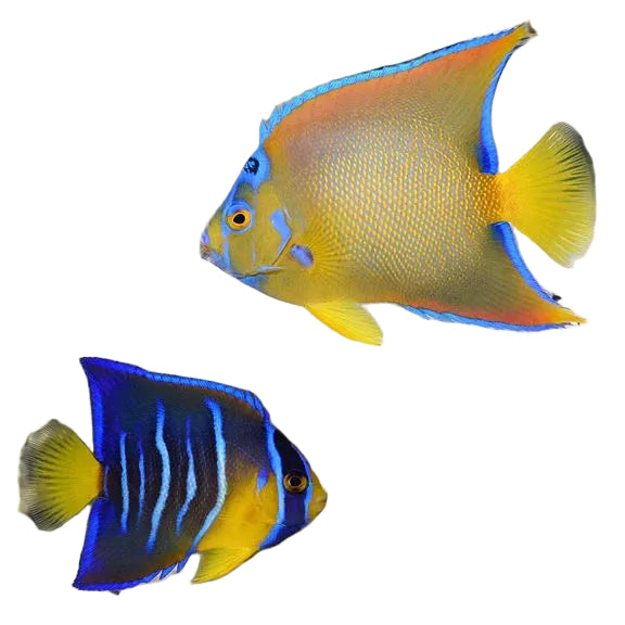 Queen Angelfish