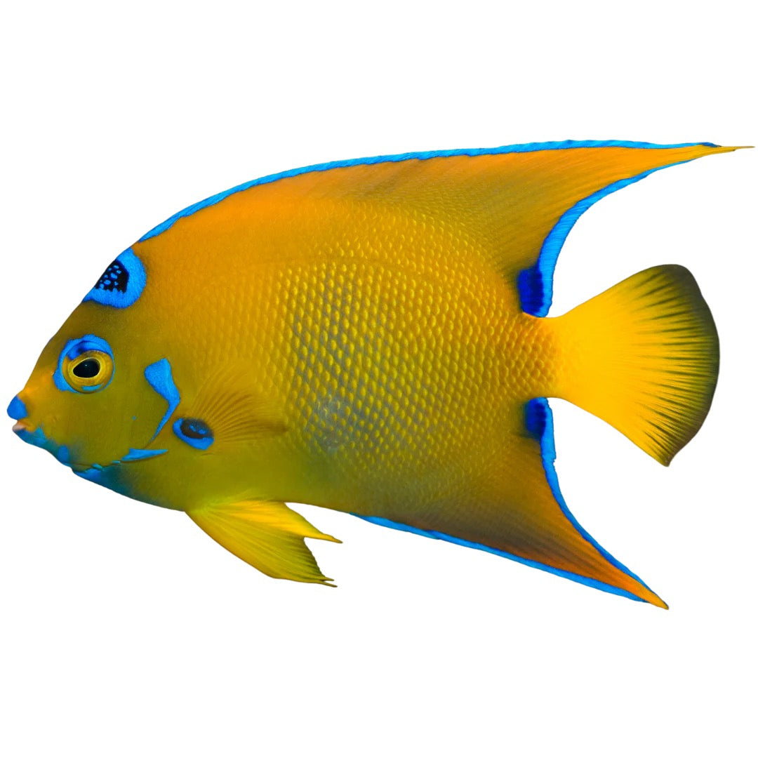 Queen Angelfish
