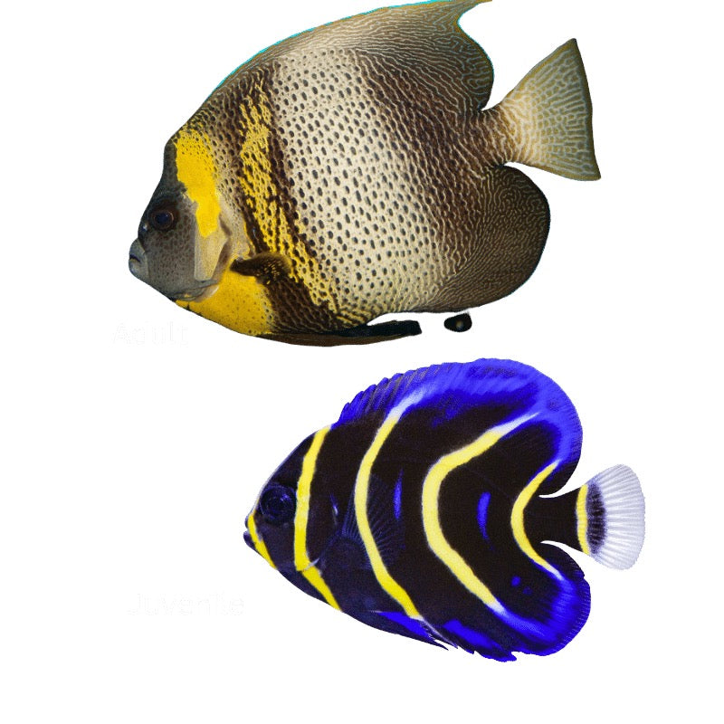 Cortez Angelfish
