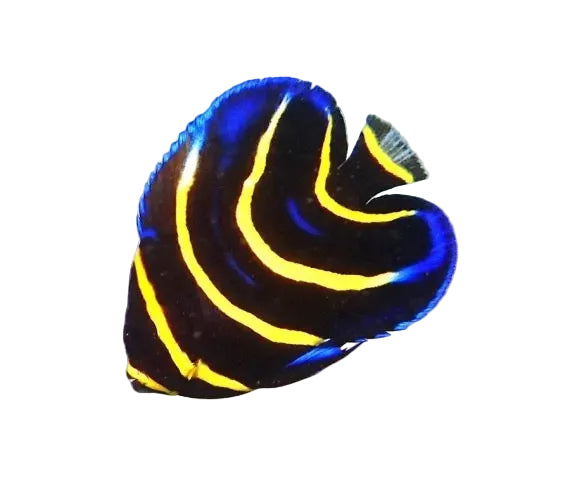 Cortez Angelfish