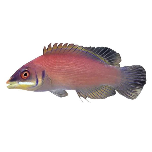 Disappearing Wrasse