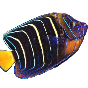 GoldTail Angelfish