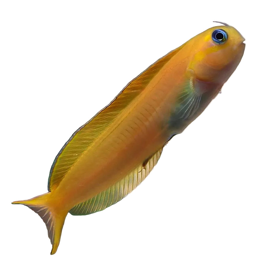 Midas Blenny