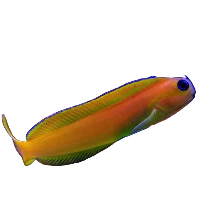 Midas Blenny
