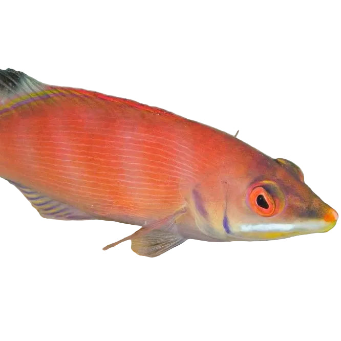 Disappearing Wrasse
