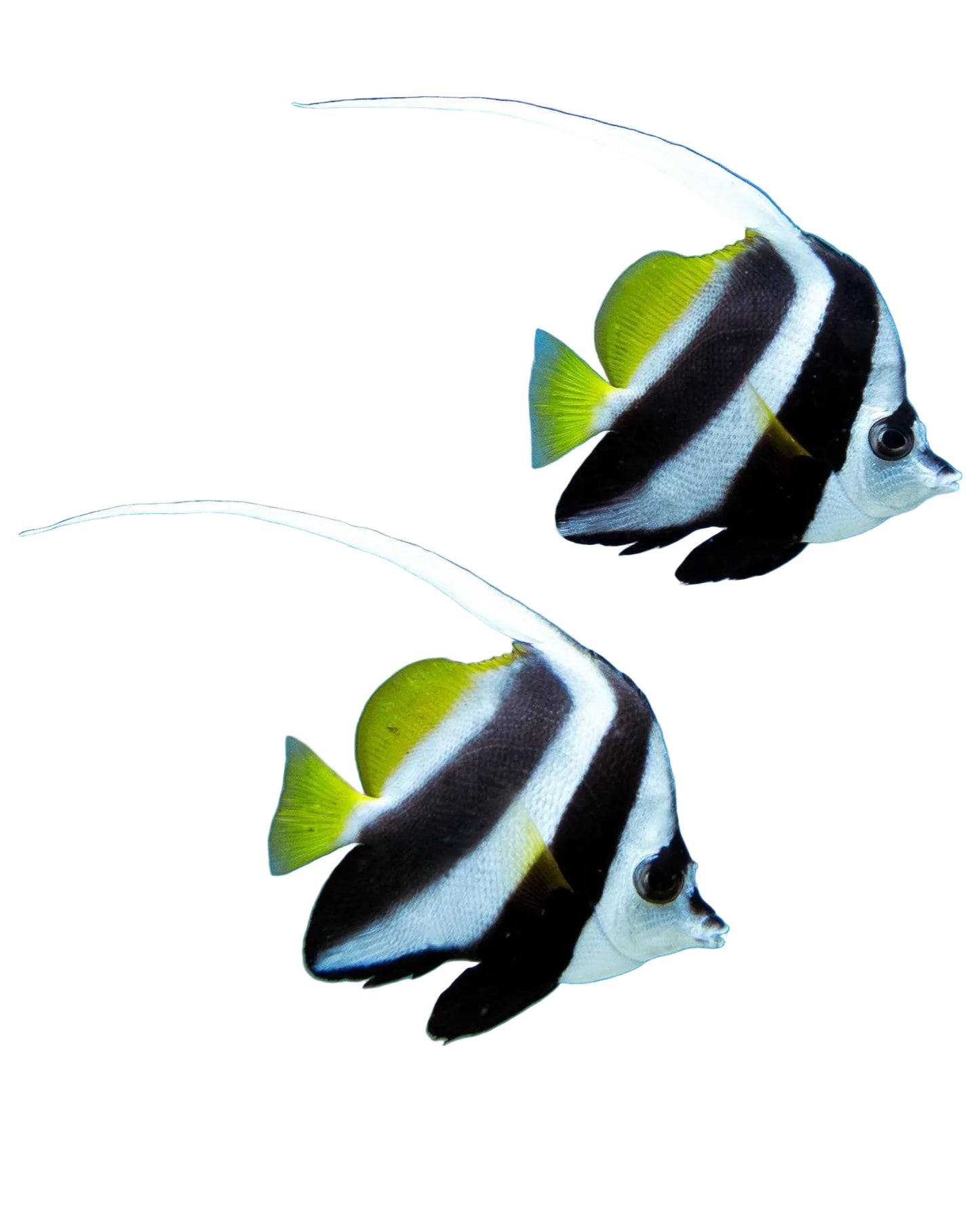 Banner Fish