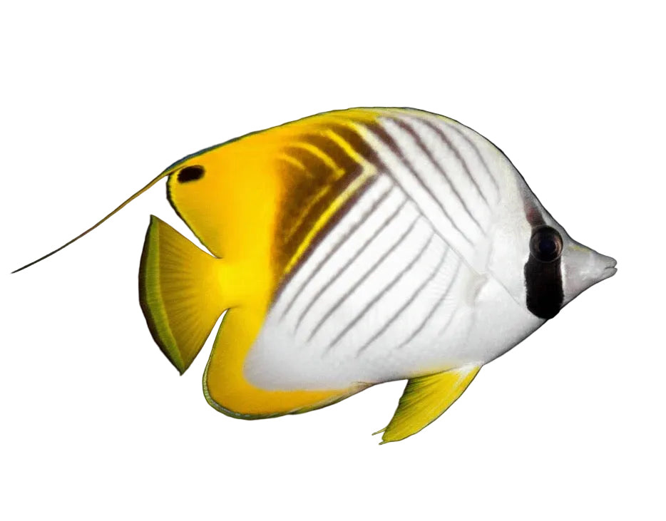 Threadfin Butterflyfish