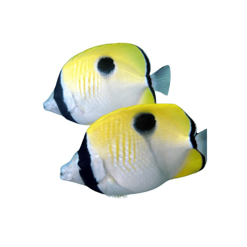 Teardrop Butterflyfish