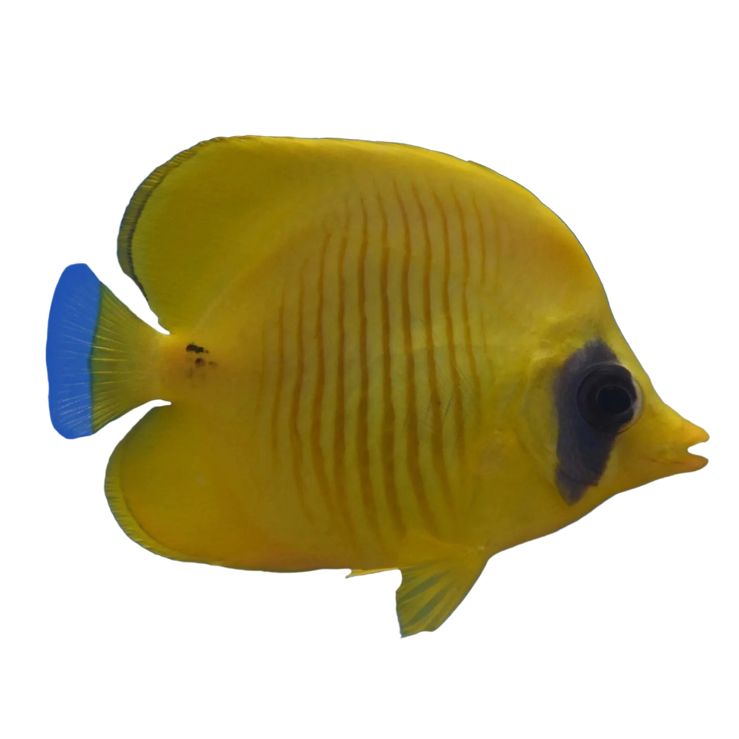Golden Butterflyfish