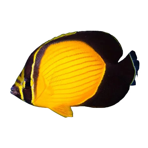 Arabian Butterflyfish