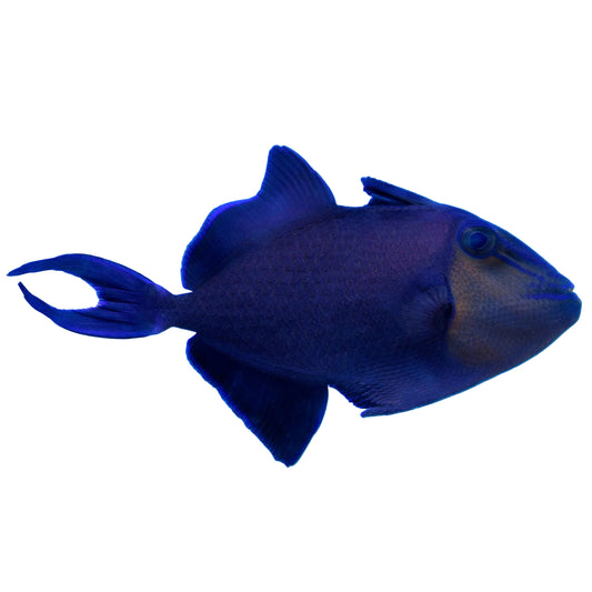 Niger Triggerfish