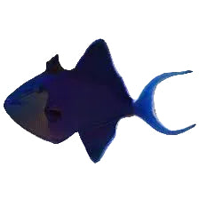 Niger (Blue) Triggerfish