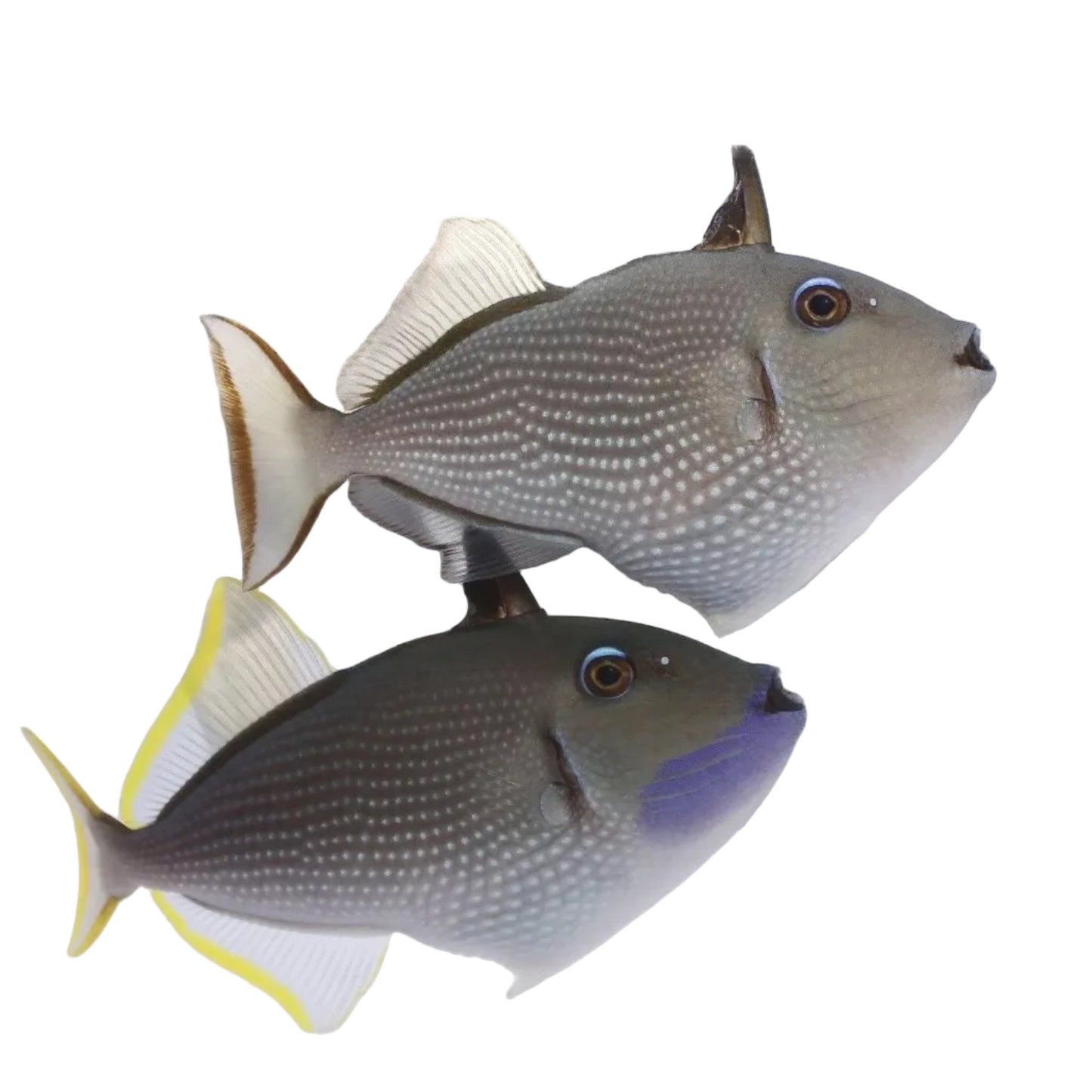 Blue Throat Triggerfish