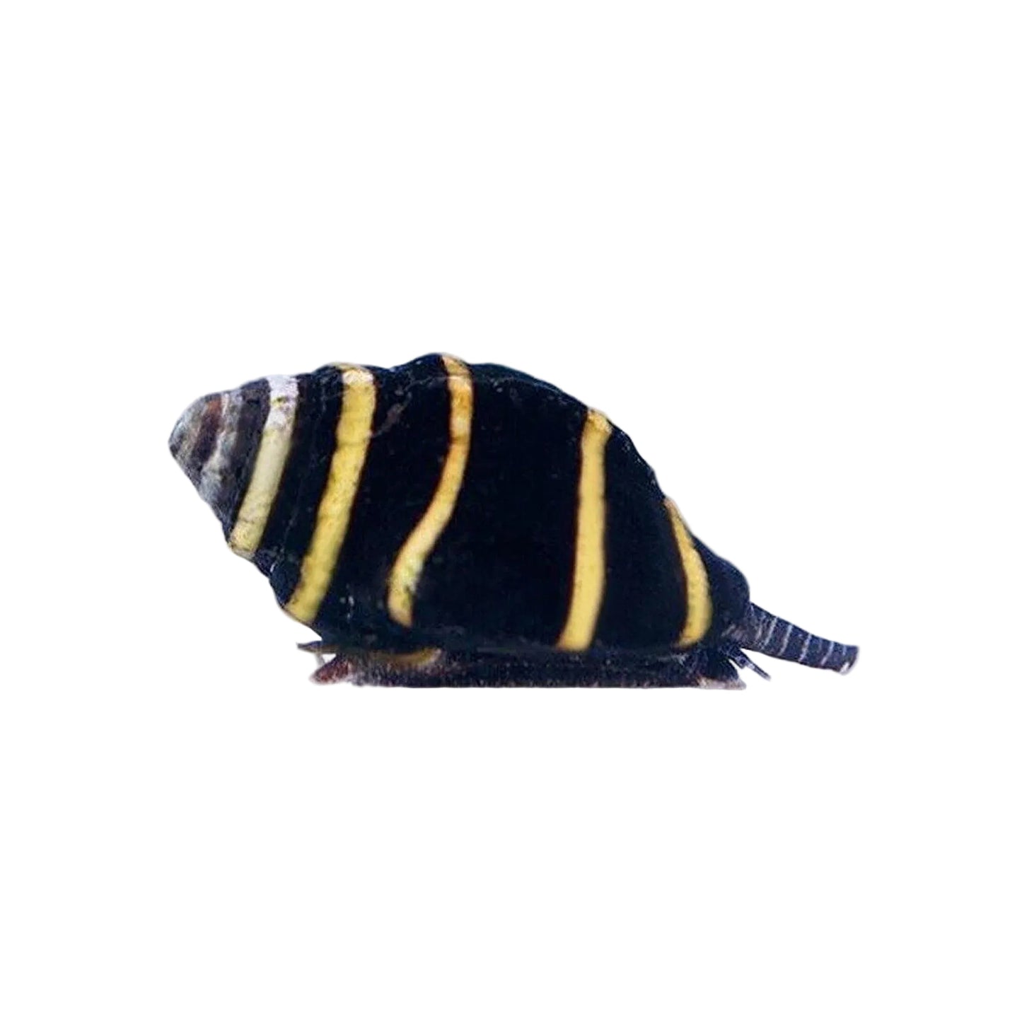 Bumblebee Snail