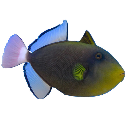 Pinktail Triggerfish