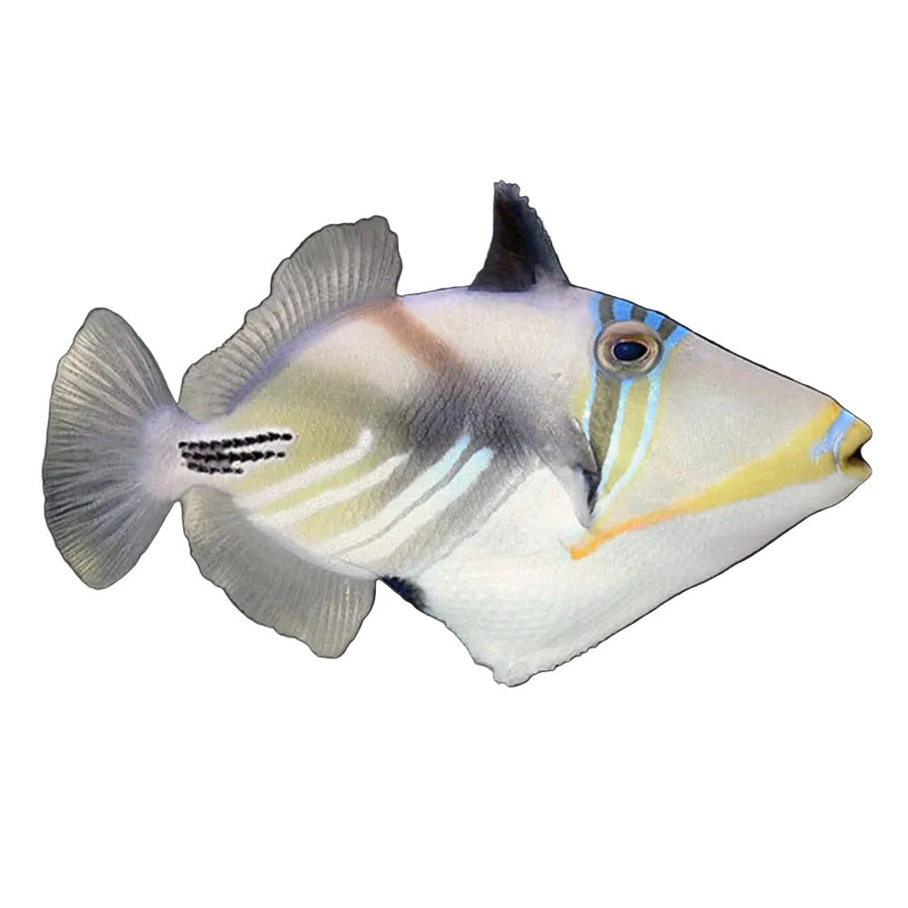 Humu Picasso Triggerfish