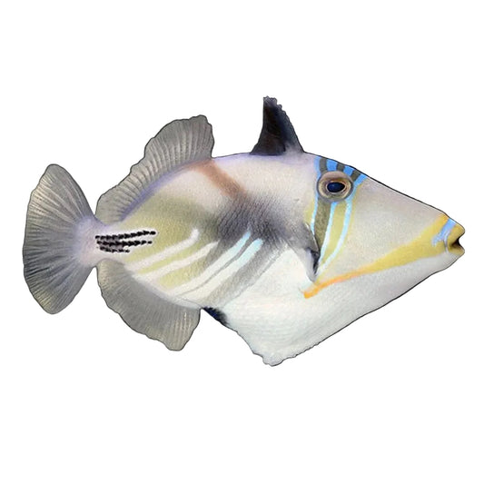 Humu Picasso Triggerfish