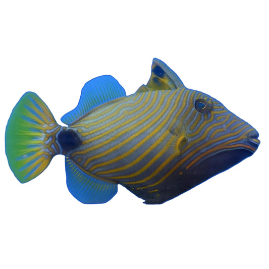 Undulated Triggerfish
