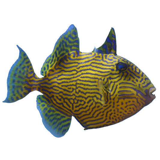 Blue Line Triggerfish