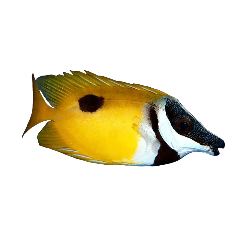 Foxface