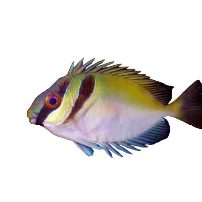Two-Barred Rabbitfish