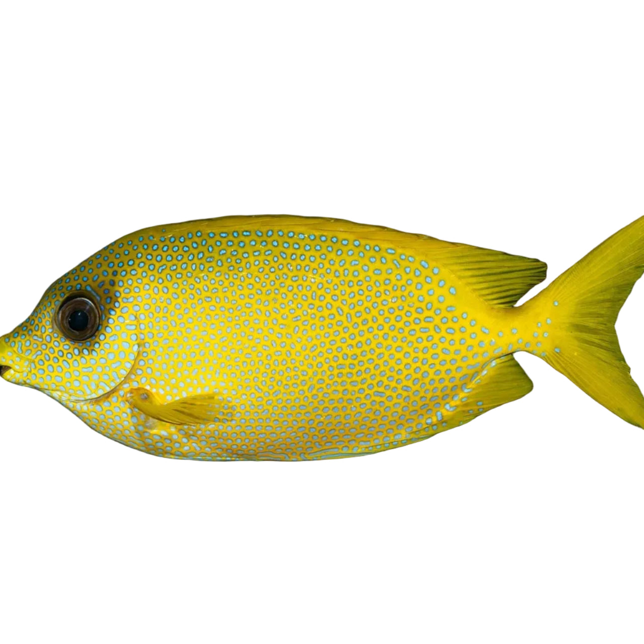 Coral Rabbitfish