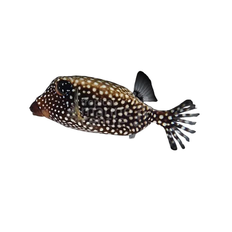 Black Boxfish