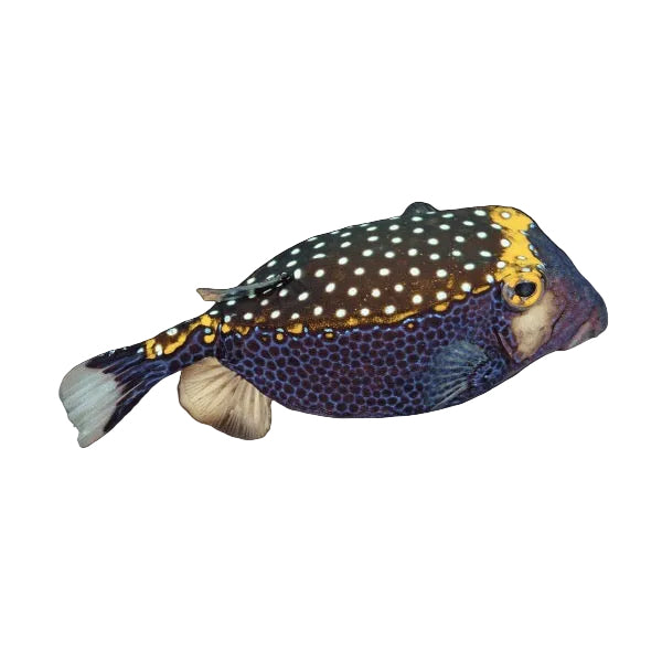 Blue Spotted Boxfish