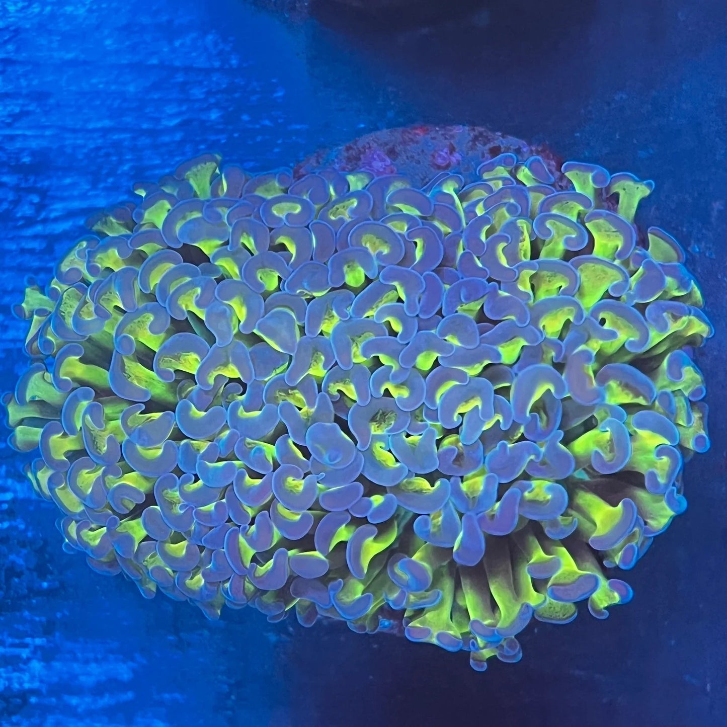Wall Hammer Green