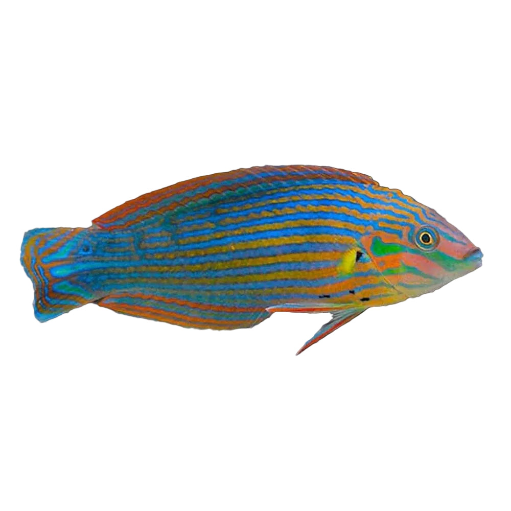 Melanurus Wrasse