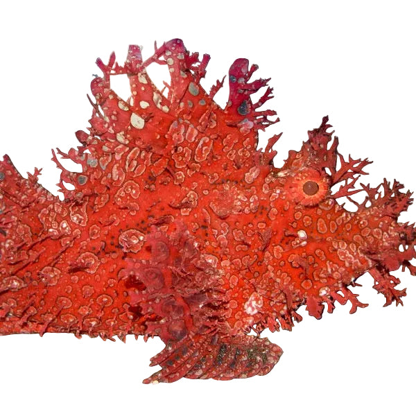 Rhinopias