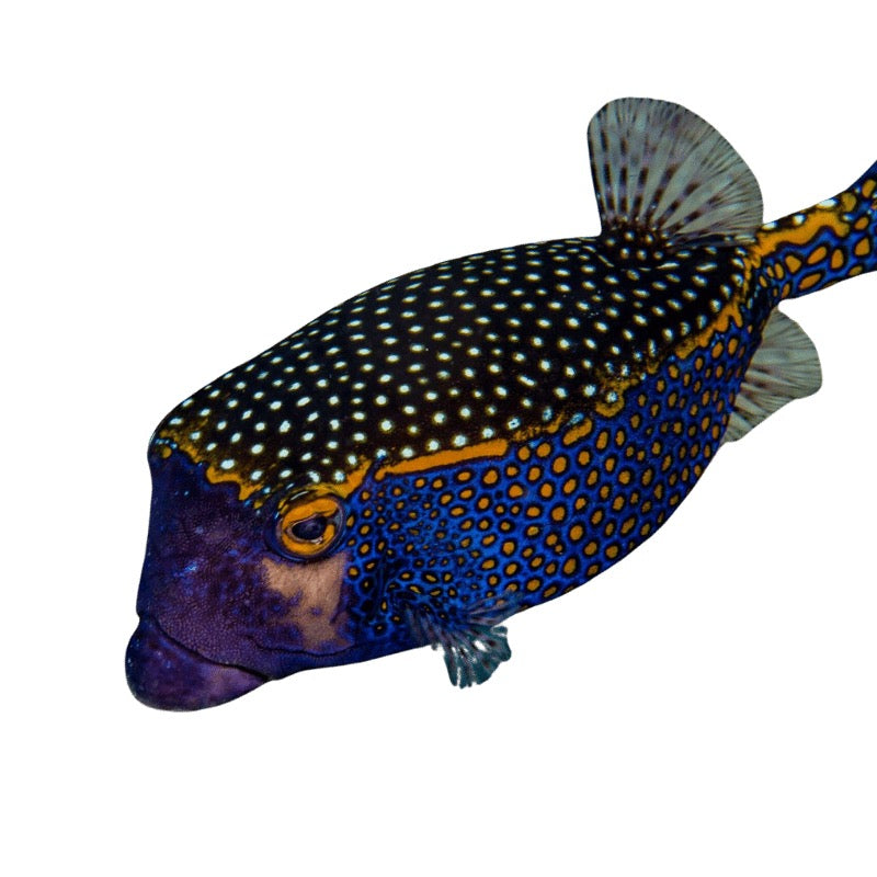 Blue Spotted Boxfish